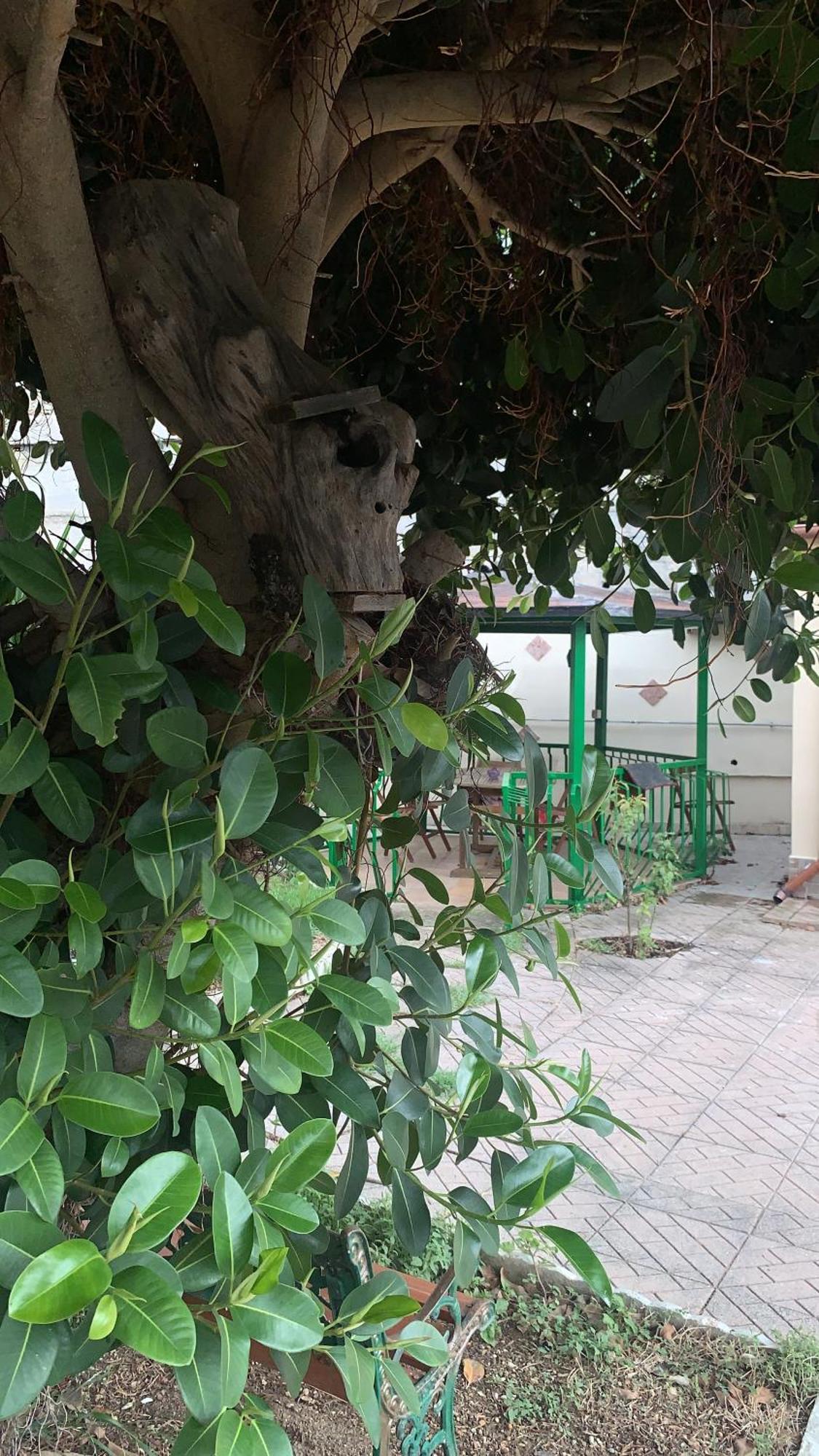 B&B Civitavecchia La Casetta Con Giardino Eksteriør bilde